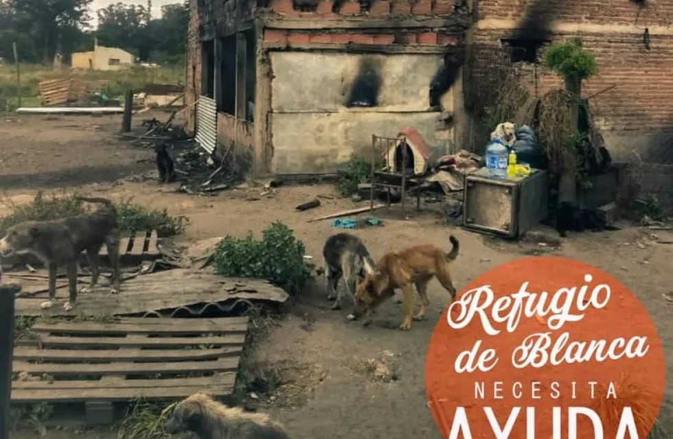 Cuidaba más de 100 perros y se le incendió el refugio: busca ayuda para seguir teniéndolos (Foto: Facebook)