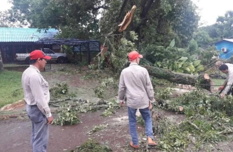 Trabajadores municipales de Candelaria cortan árboles caídos sobre los cables eléctricos. (Foto: María Rosa Fernández).