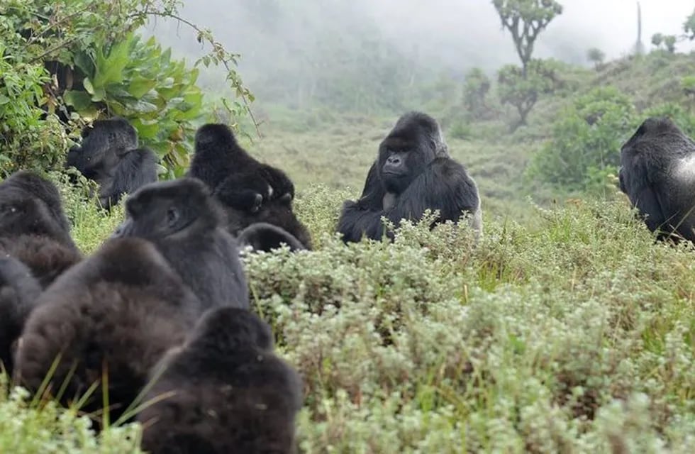 Grupo de gorilas de montaña (EFE)