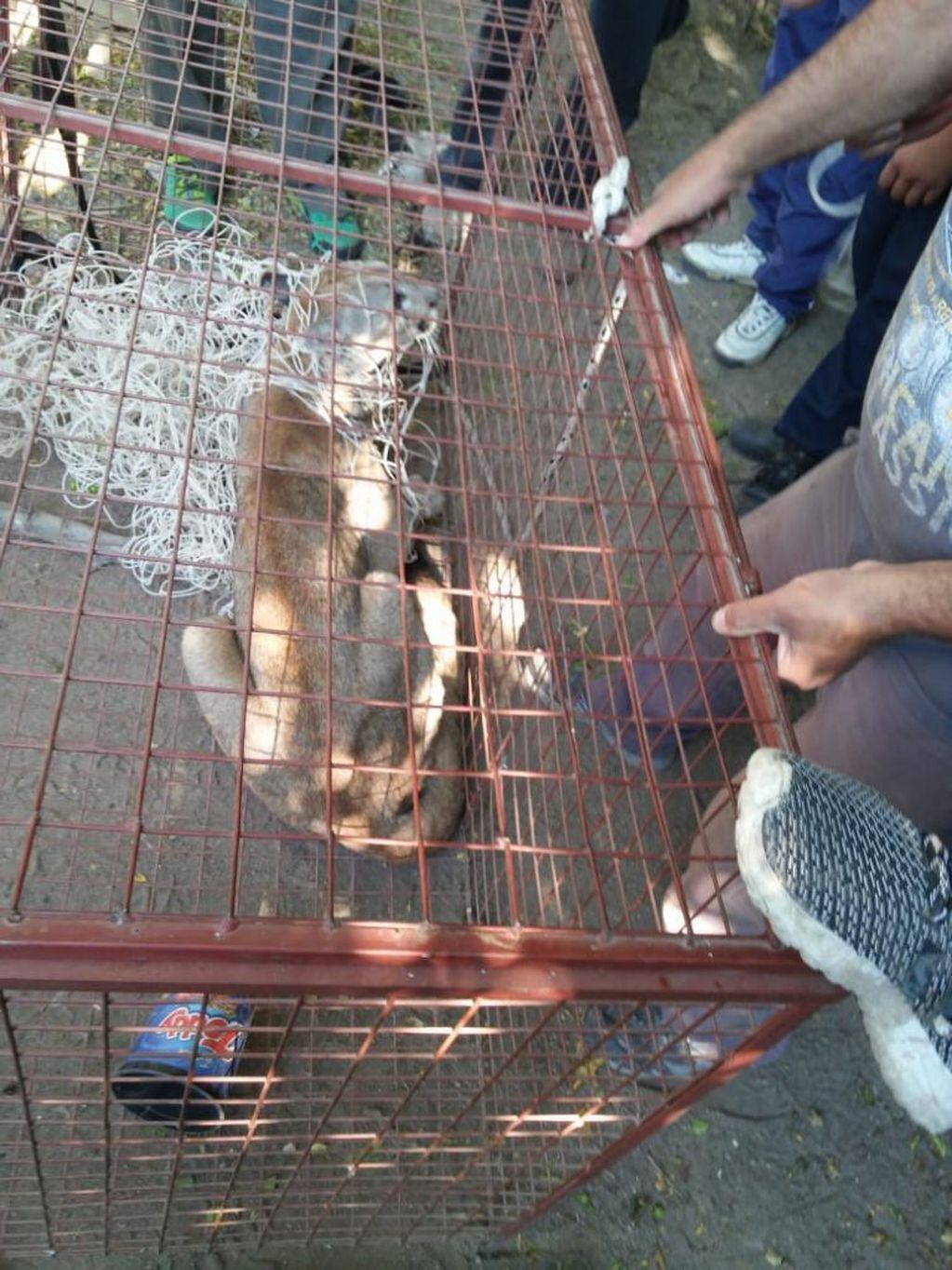 El puma rescatado en Río Tercero (prensa de Policía de Córdoba).