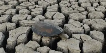 Rescate de tortugas en la laguna Bedetti