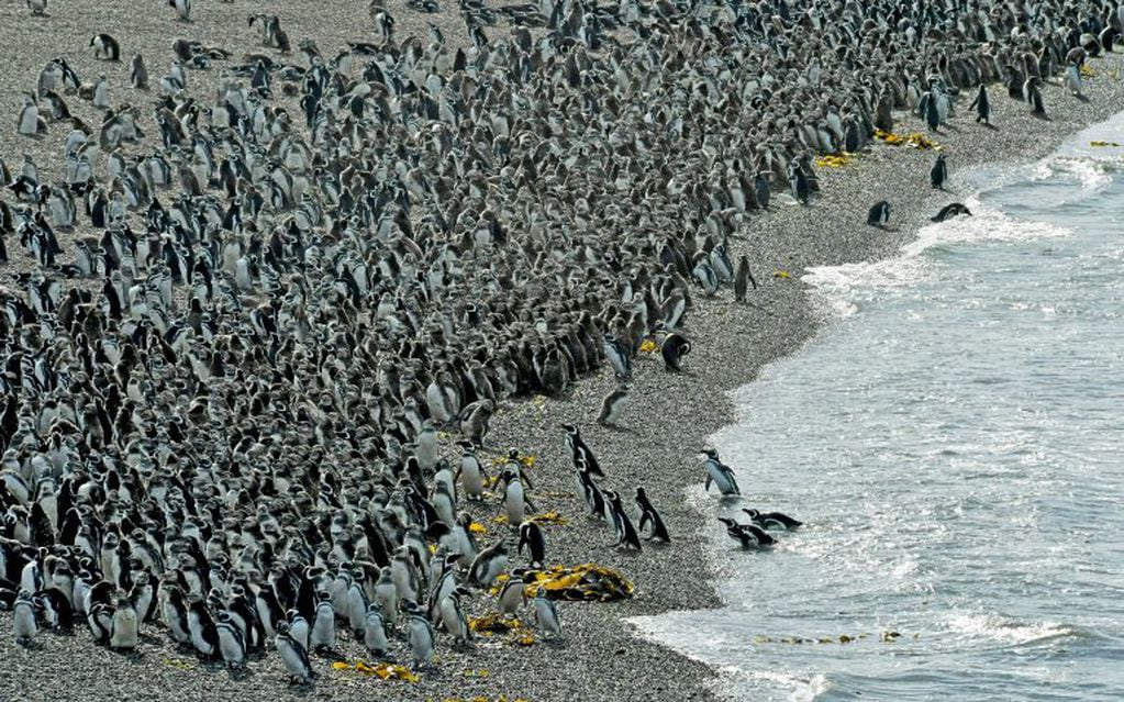 Colonia de pingüinos.