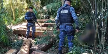 La policía evitó el robo de madera nativa en la Biosfera del Yabotí