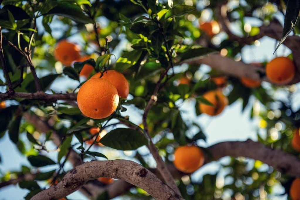 árbol de naranjas - Tim Mossholder - Pexels