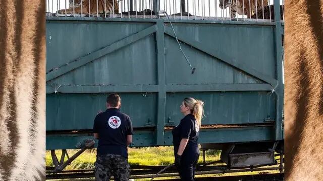 Cómo entrenan a los tigres del tren en San Luis previo a su liberación.