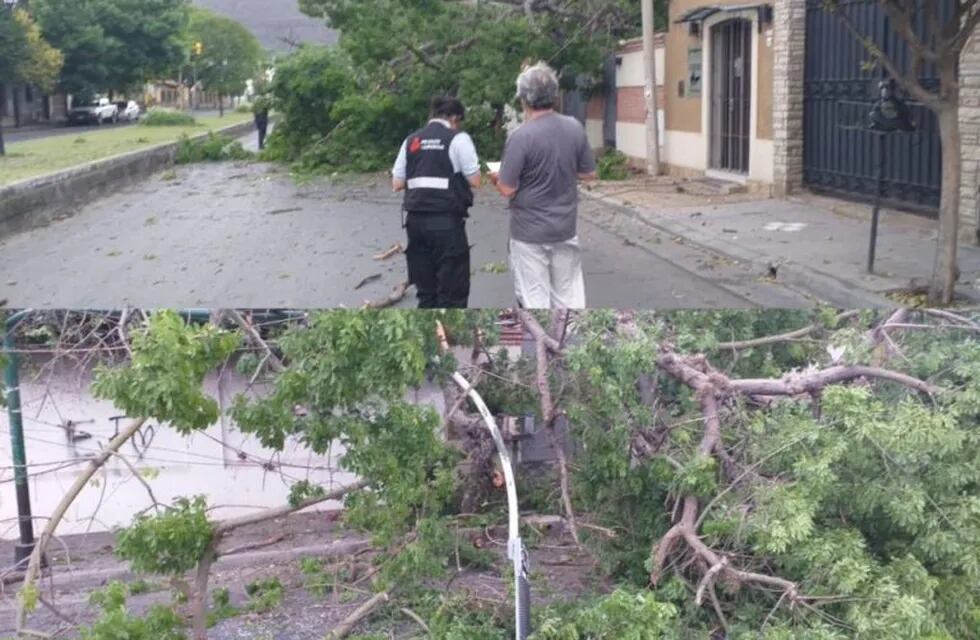 La lluvia provocó la caída de un árbol de gran porte en el centro salteño (Fm Profesional)