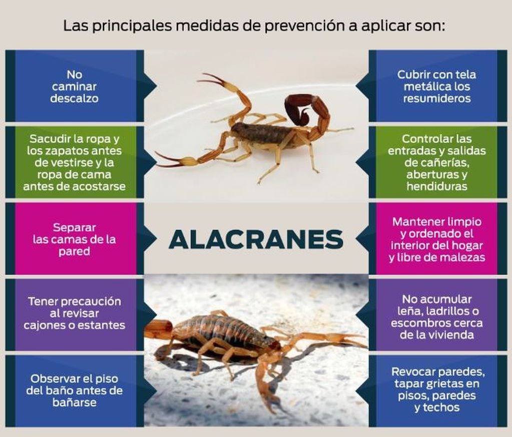 Medidas de prevención para evitar picaduras de alacranes. (Fuente: Ministerio de Salud de Córdoba)