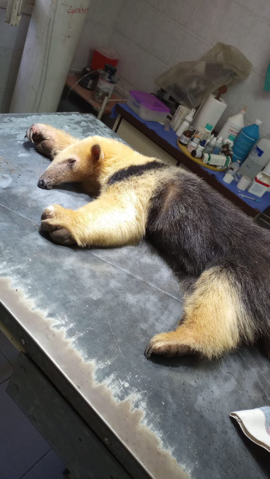 El oso hormiguero traído de forma ilegal a Mendoza y rescatado en una finca en Santa Rosa fue asistido en la Fundación Cullunche.