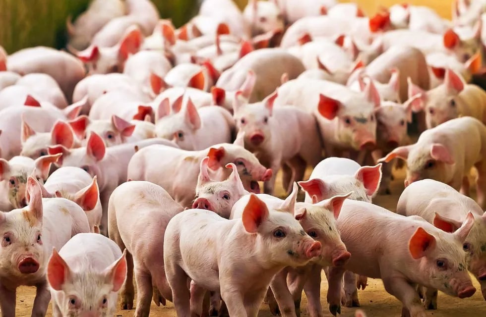 Producción en aumento de cerdos China