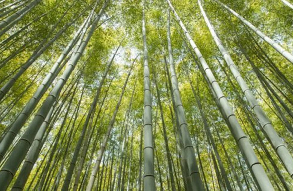 Imagen ilustrativa. Plantaciones de Bambú.