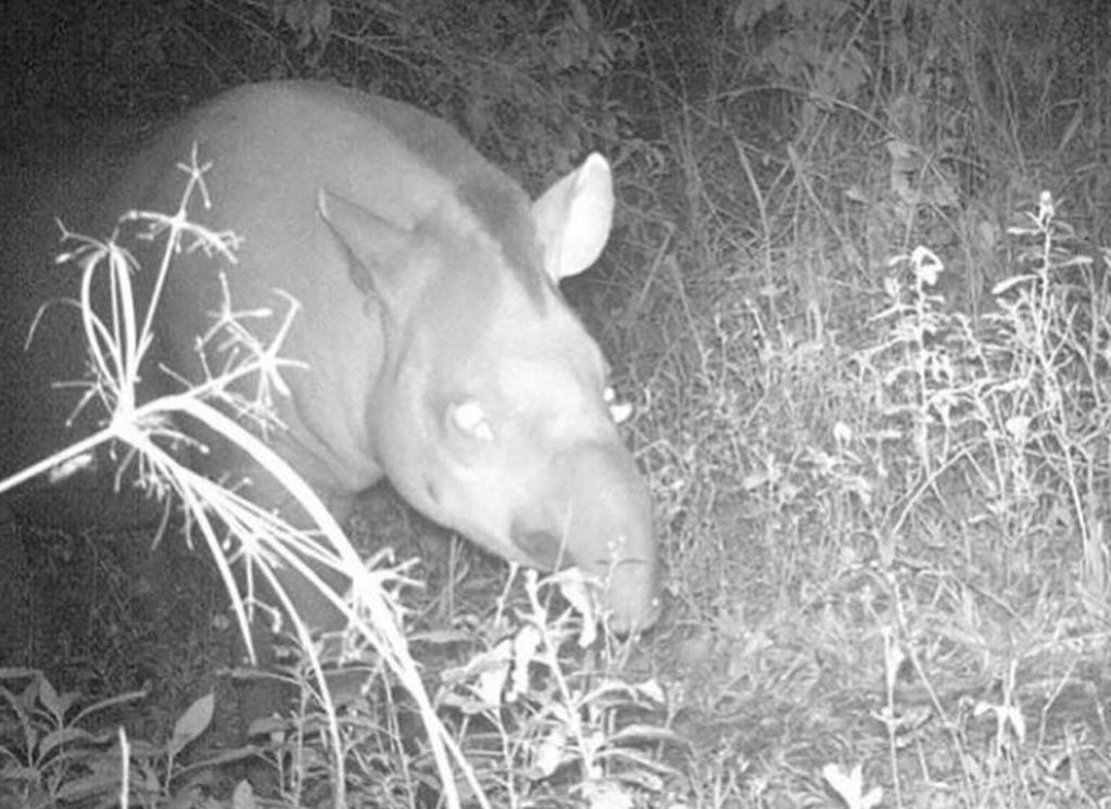 Detectaron un nuevo tapir en el Parque Nacional Iguazú. (Foto: El Territorio)