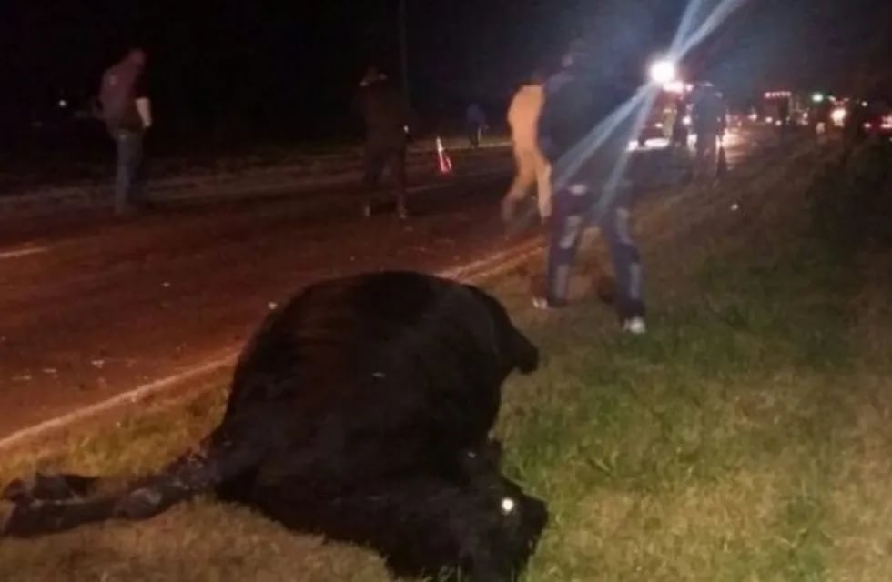 Una camioneta se llevó puesto a una vaca en la Ruta 33