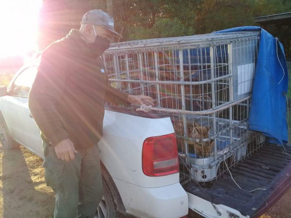 Cachorros de puma rescatados