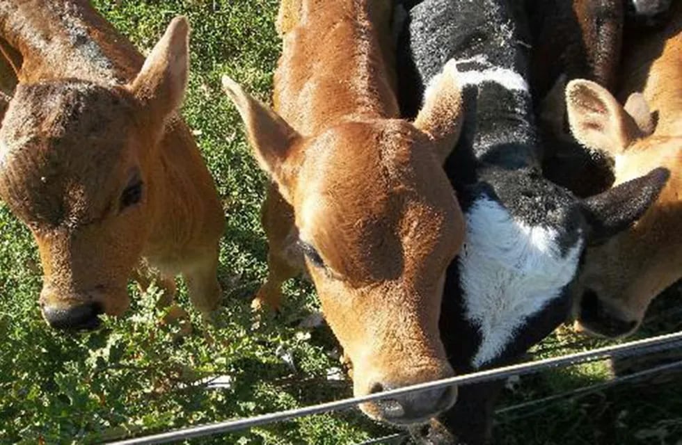 Caso atípico en un campo de La Pampa: nacieron terneros trillizos (Imagen ilustrativa).