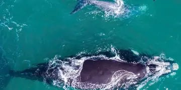 ballenas y lobo marino