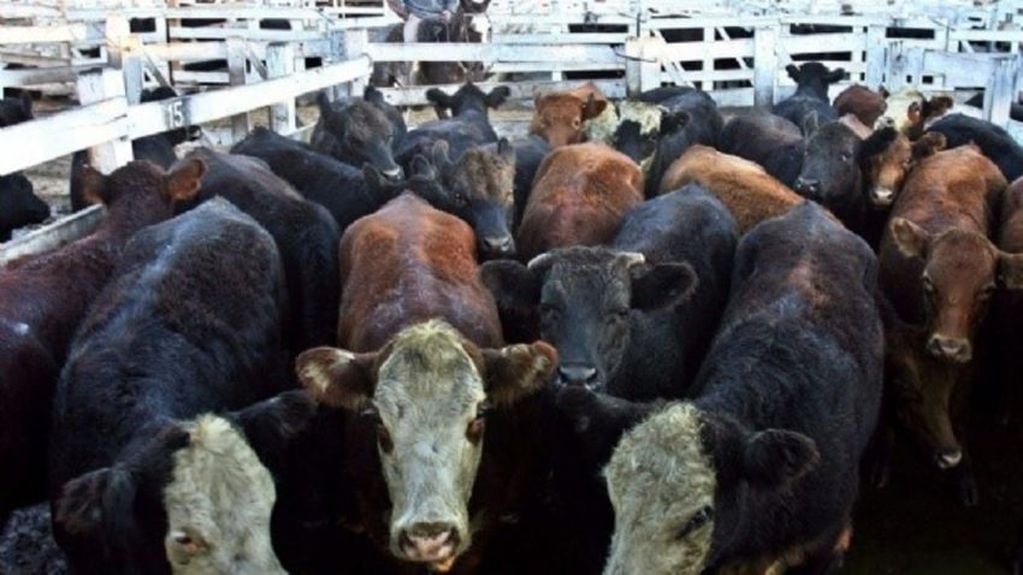 Vacas en el Mercado de Liniers