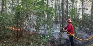 Varias hectáreas de pinos en Santo Pipó fueron afectados por un incendio