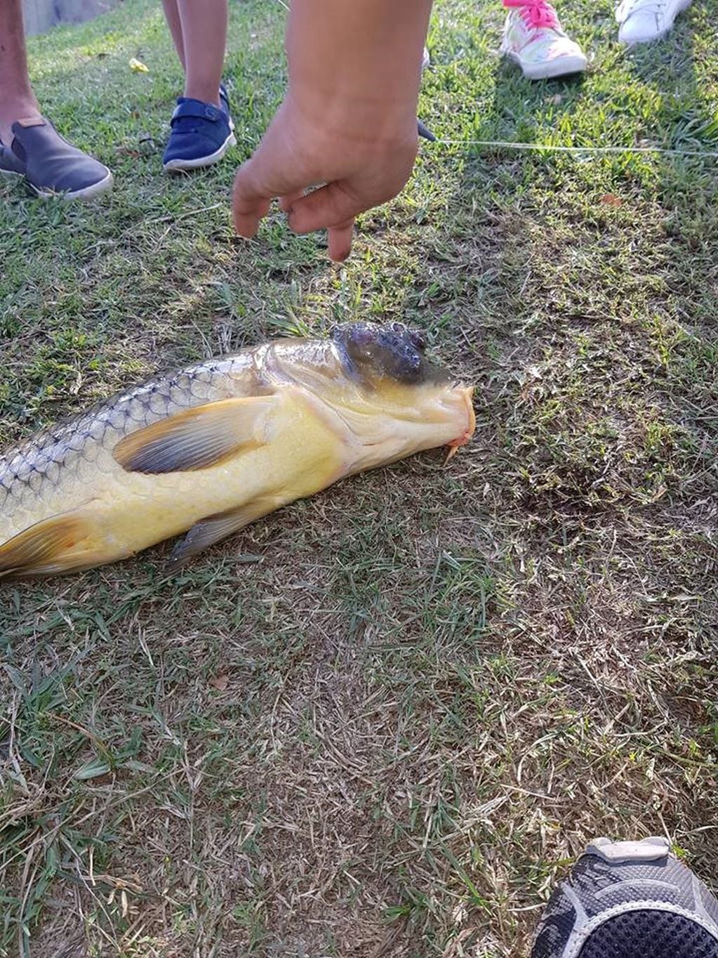 Carpa deforme pescada en el San Roque (Facebook La pesca mi terapia).