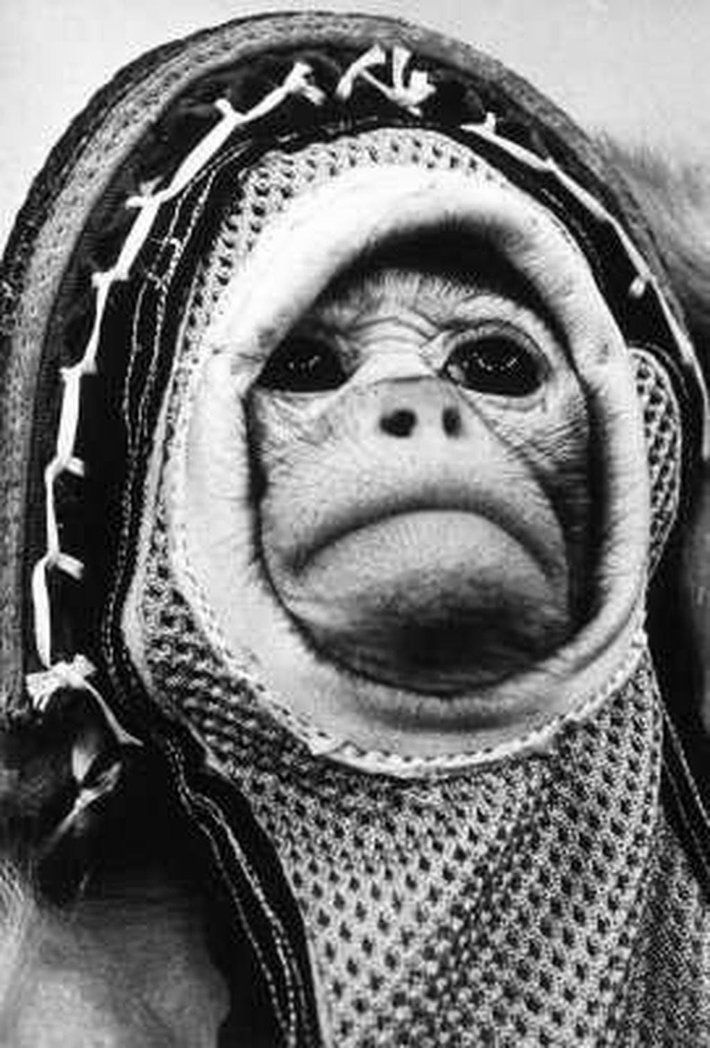 El mono Juan, primer astronauta argentino, pasó por el Zoo de Córdoba
