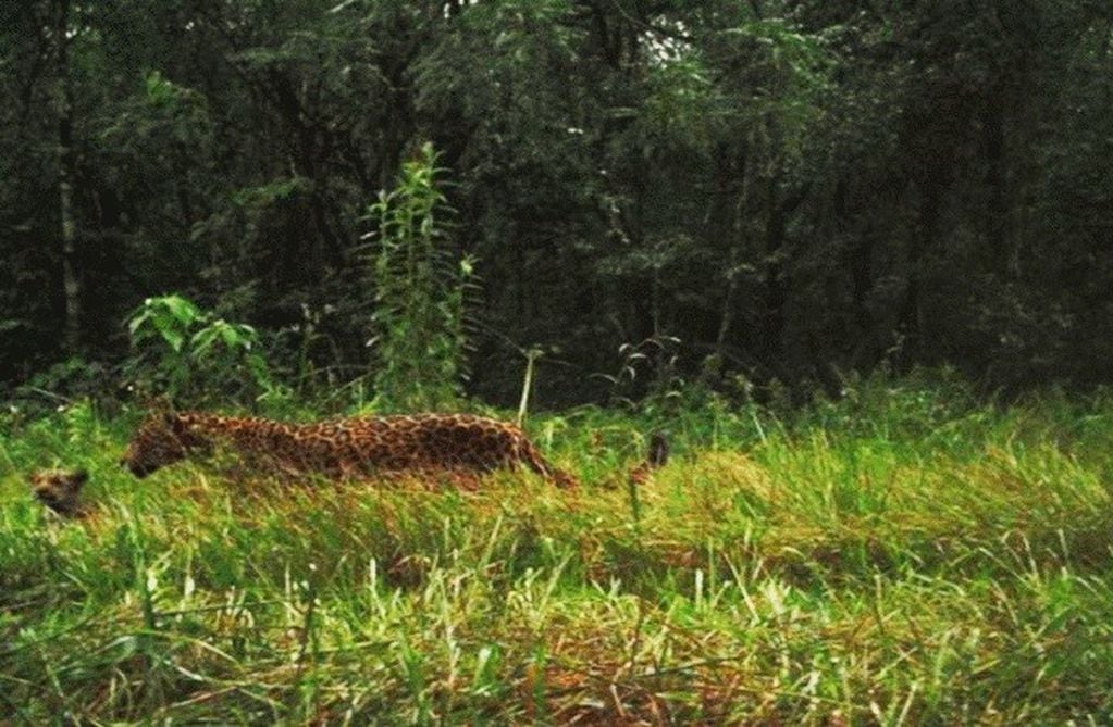 La hembra de yaguareté fotografiada en la Reserva San Jorge de Arauco, en el norte de Misiones. Un hallazgo alentador. (Arauco)