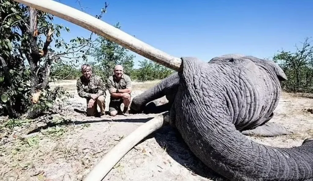La foto del elefante muerto a manos del cazador profesional.