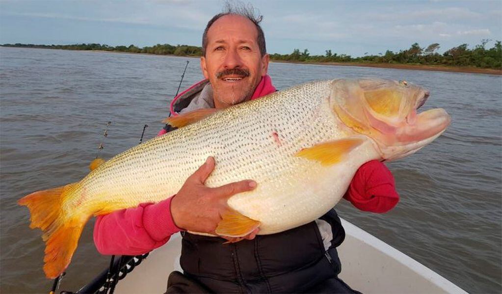 Miguel Rovera, de Alcira Gigena, pescó este dorado de 25 kilos en las aguas del Paraná. (Puntal.com)