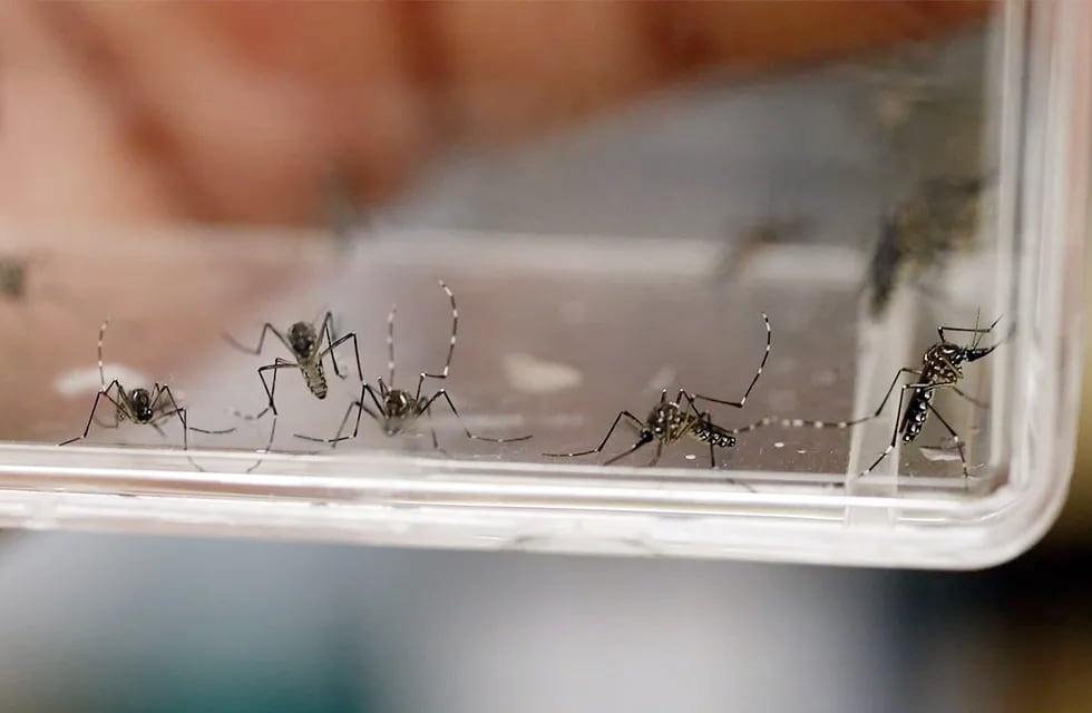 Mosquito que transmite el Dengue