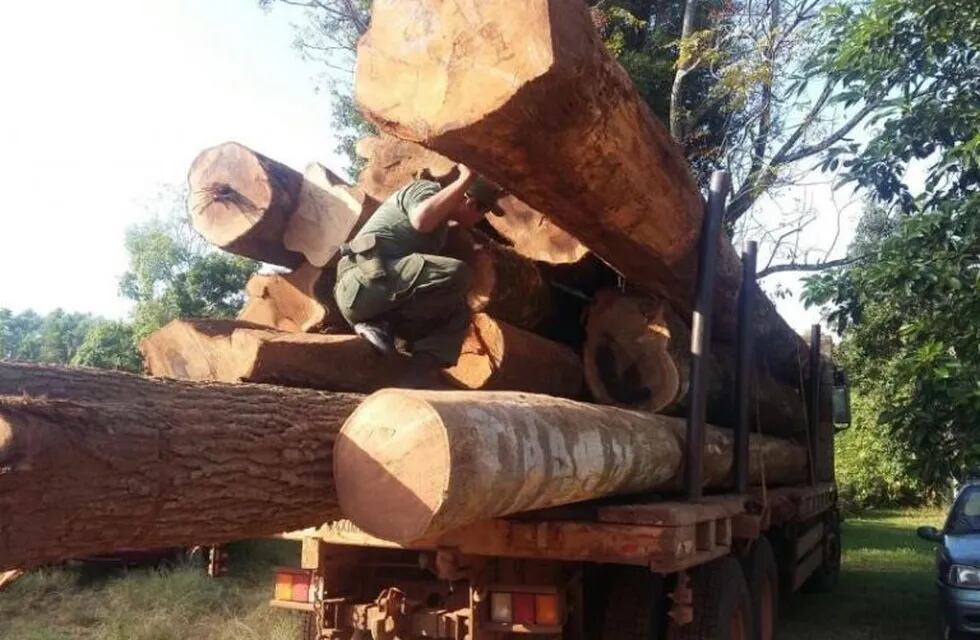 El cargamento detenido por los agentes forestales.