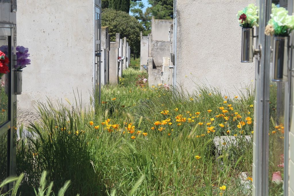 Calle interna del cementerio en estado de total abandono.