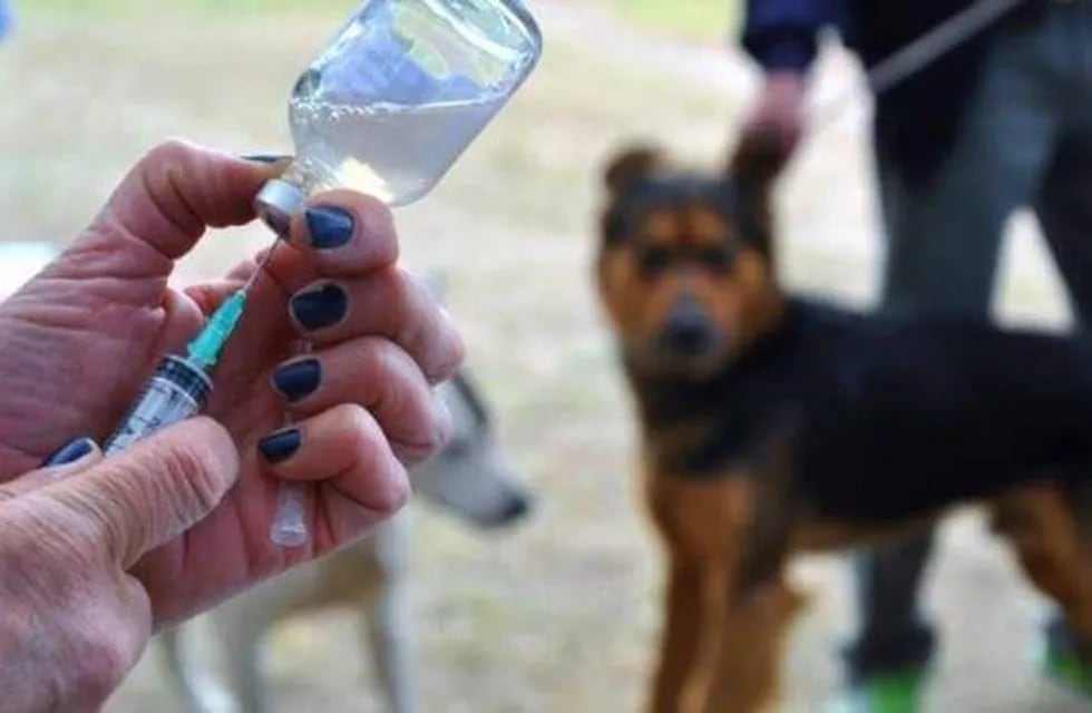 Vacunación de mascotas en Viedma.