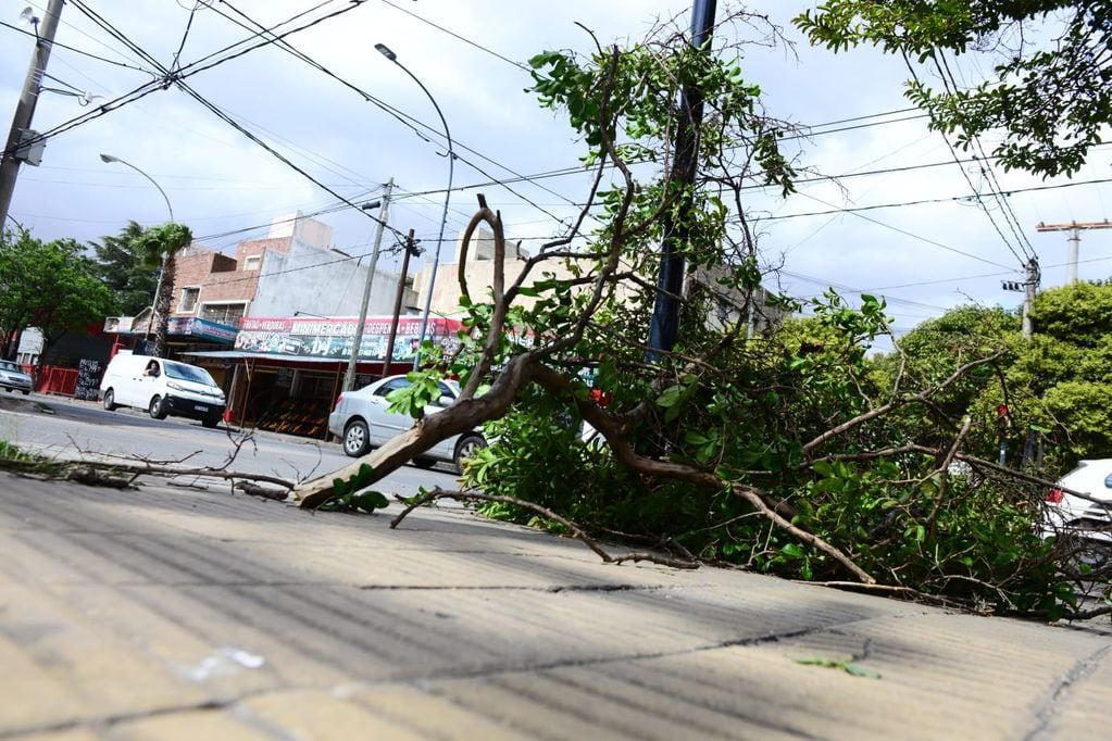 Caída de ramas y árboles en la Capital a raíz de los fuertes vientos y cortes de luz. (José Hernández)