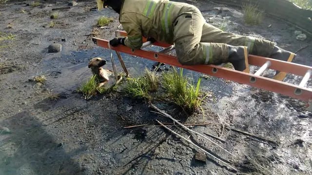 Bomberos rescatan un perro caído en un depósito de brea/ FMRiel