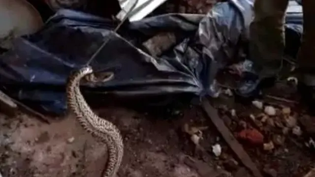 Garupá: rescataron a una serpiente de una vivienda del barrio Santa Helena