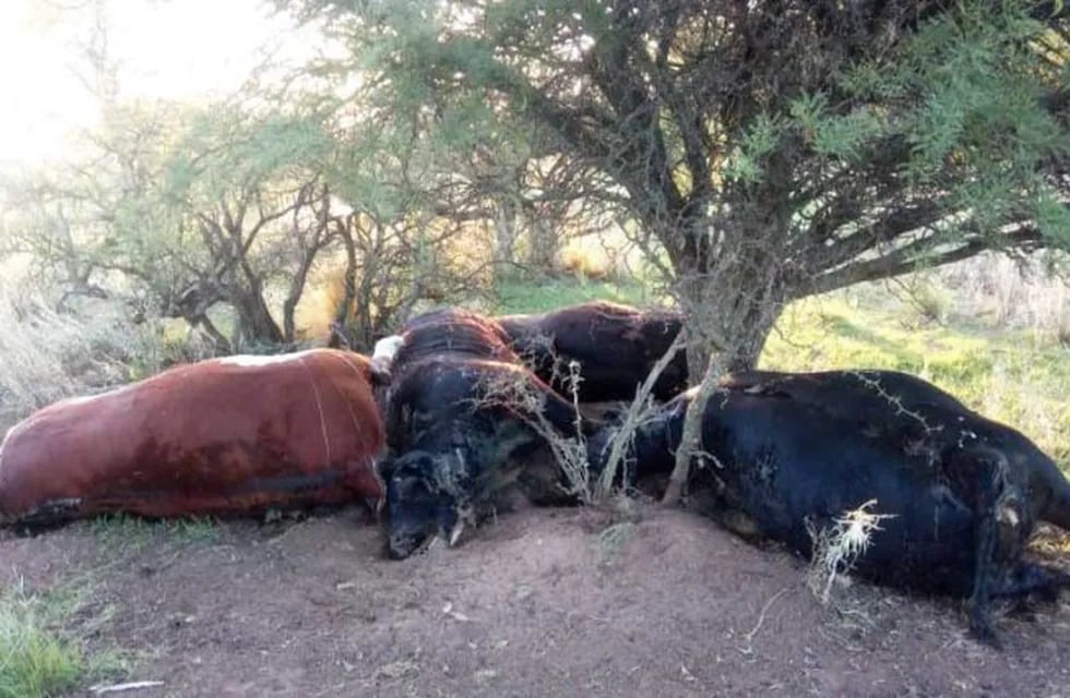 Un rayo mató cuatro vacas en Victorica (Infohuella)