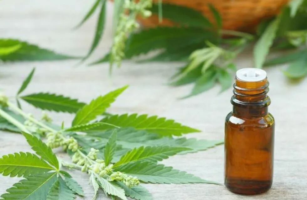 Epilepsia, cu00e1ncer, VIH y parkinson, son algunas de las 45 enfermedades que pueden ser tratadas con aceite de cannabis.