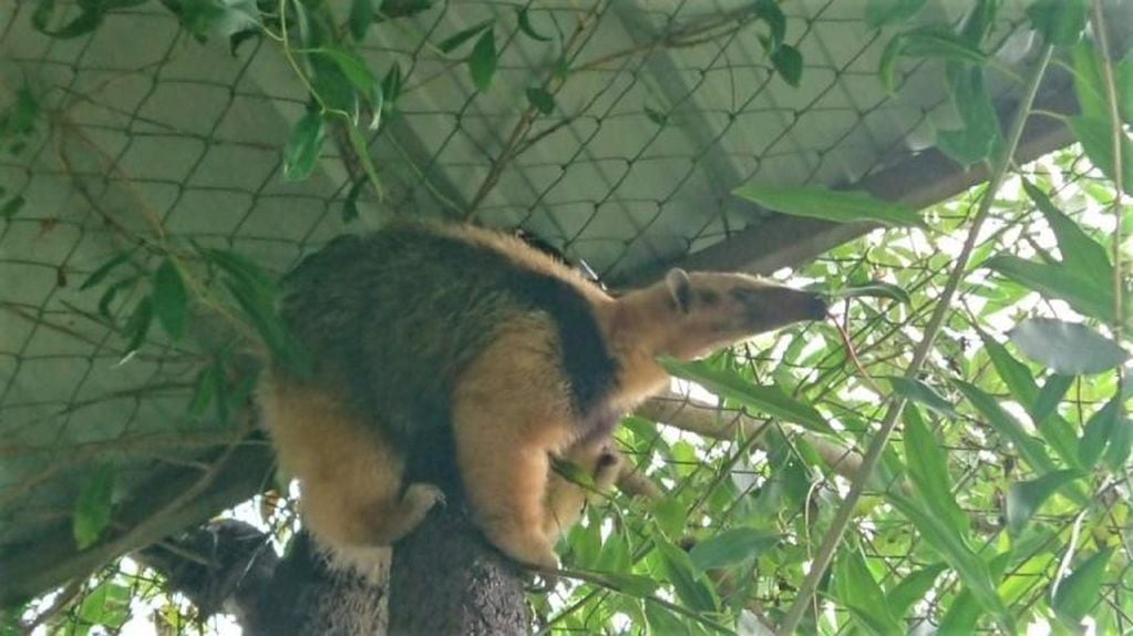 El ejemplar hembra de oso melero que será liberado en breve, tras su rescate y recuperación en el Cafaju, que funciona en El Carmen.