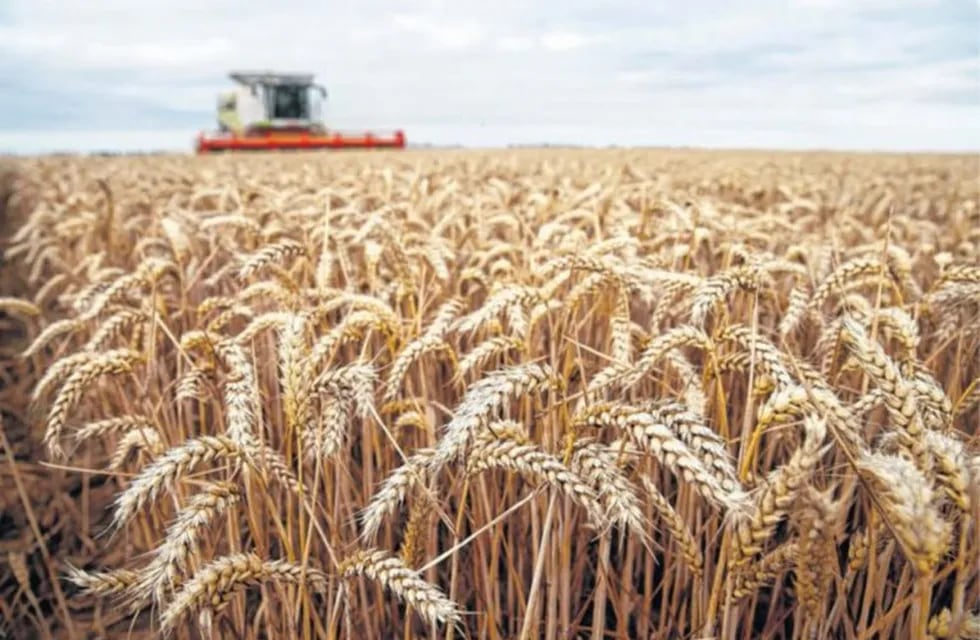 Buena campaña en la producción de trigo