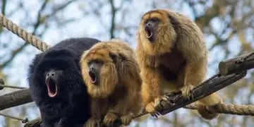 Investigación por la muerte de un mono carayá en Posadas tiene a su primer detenido