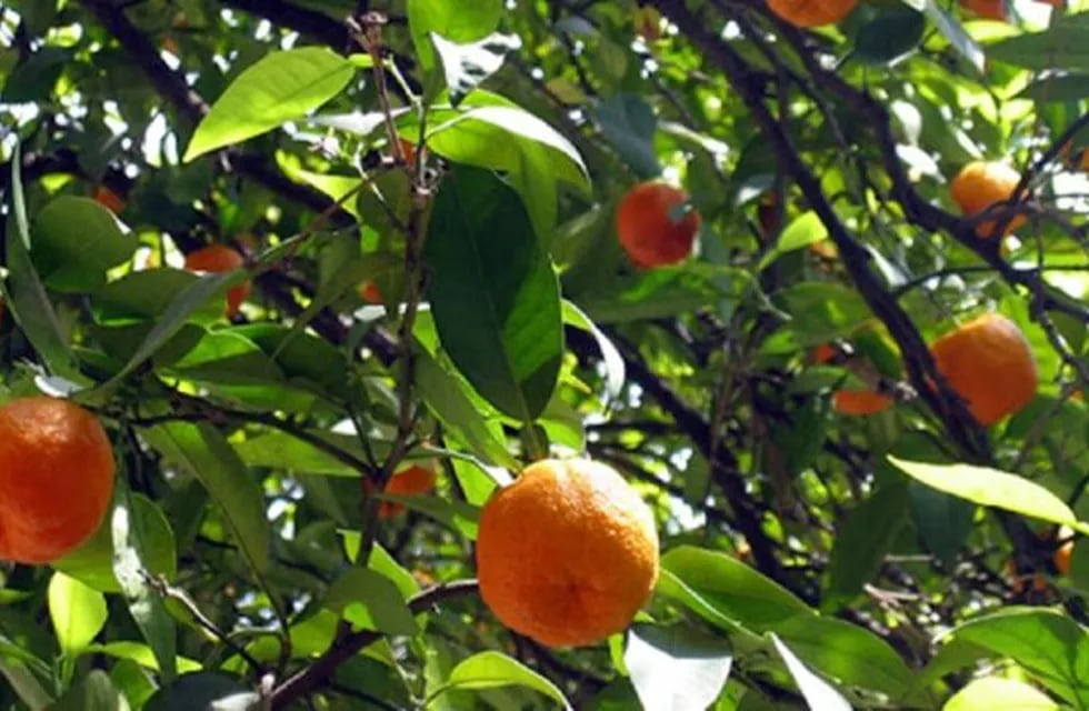 Con frutas que irían a desecho, emprendedores las convertirán en licor, jugo y detergente.