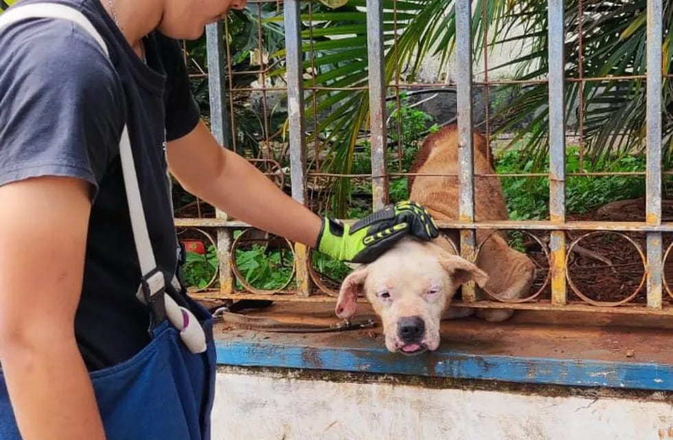 Bomberos rescatan a perro atrapado en una reja