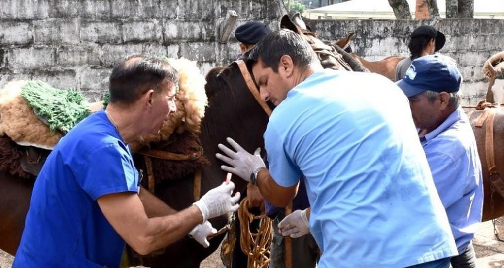 Veterinarios examinan caballos utilizados para traccionar carros en Posadas