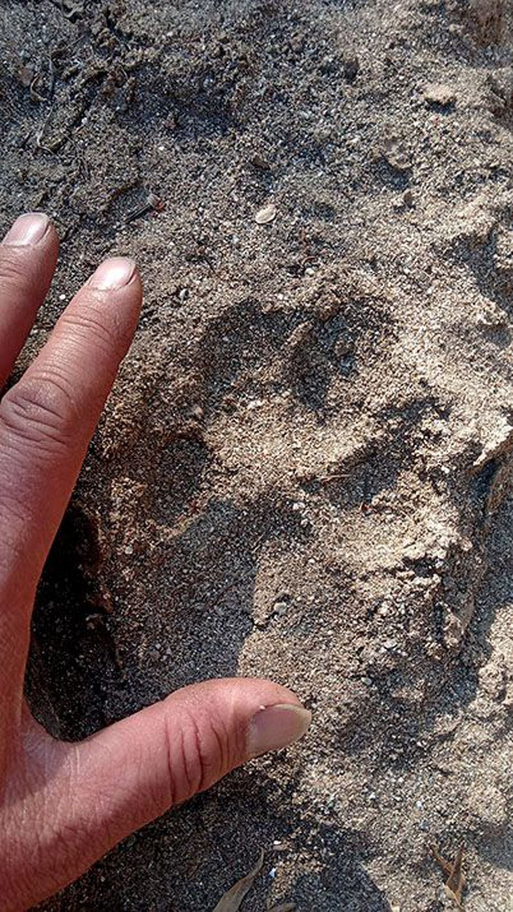 Huella de puma encontrada en cercanías a la ciudad de Villa de Merlo.
