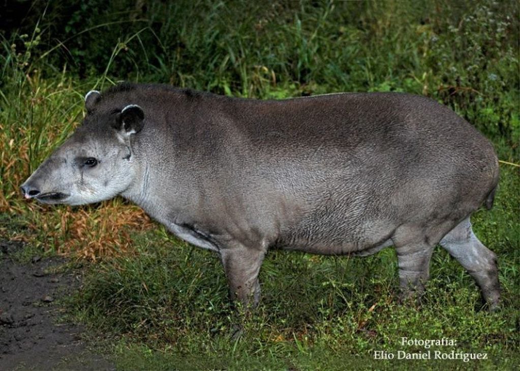 Anta o tapir americano reintroducido al ambiente ecológico del Iberá. (Itaipú)