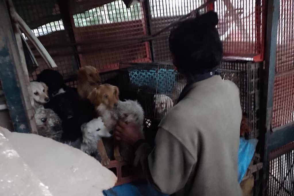 Río Cuarto. Rescataron 54 perros que estaban hacinados en una vivienda (Gentileza Fundación Piwque Trewa).