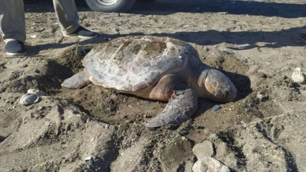 Liberaron una tortuga marina en Villa del  Mar.