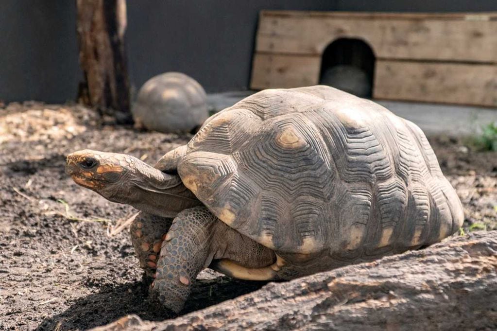 La tortuga yabotí es la más grande de Sudamérica.