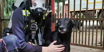 Bomberos de Iguazú rescatan a un perro que cayó a un pozo de 12 metros
