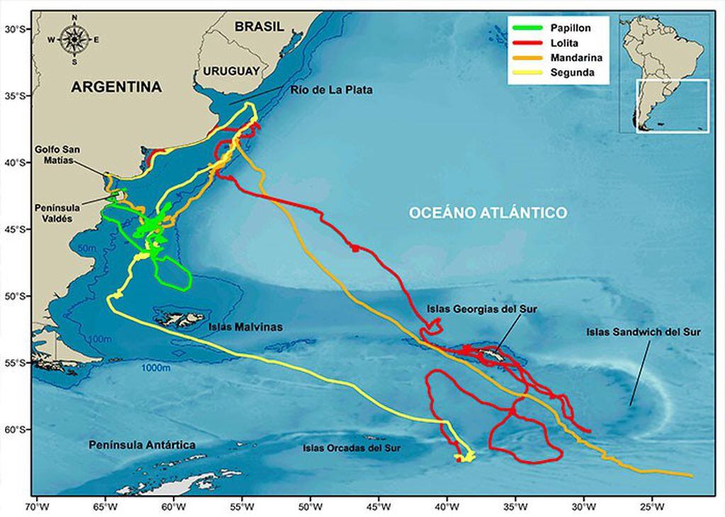 En términos generales, las ballenas se movieron por la plataforma continental con rumbo este, alcanzando el talud y las aguas profundas de la cuenca oceánica del Atlántico Sur.