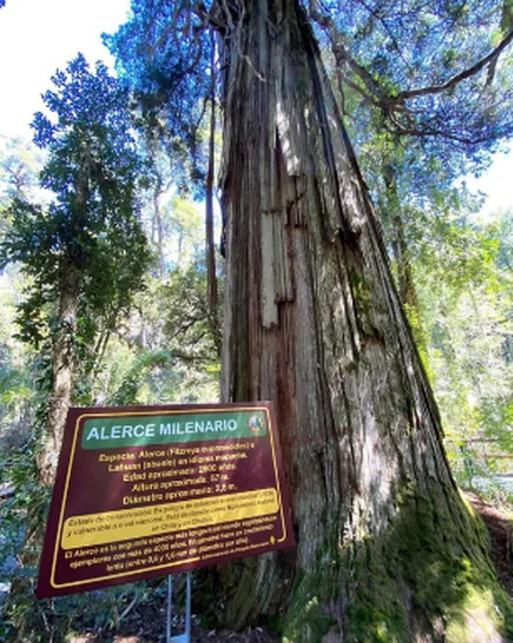 El árbol más viejo del mundo está en Argentina.