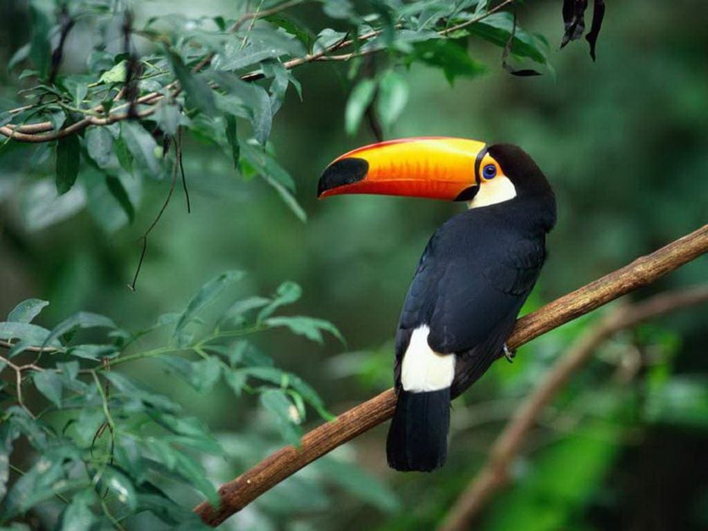 La selva misionera contiene más de 400 aves, 100 especies de árboles, 80 tipos de mamíferos y cinco de felinos...